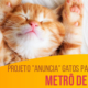 Projeto "anuncia" gatos para doação no metrô de Londres