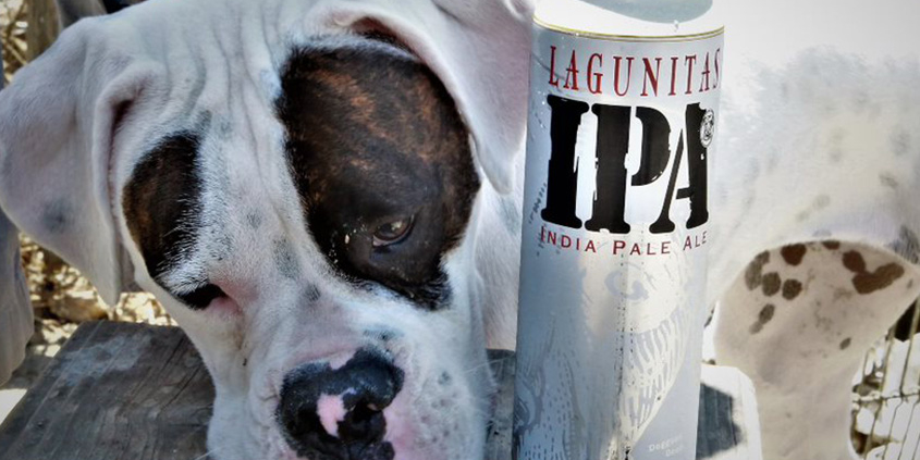 Cervejaria faz campanha para ajudar a encontrar cães perdidos
